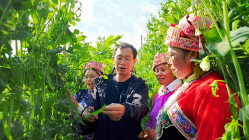 “技术套餐”下地助农增收