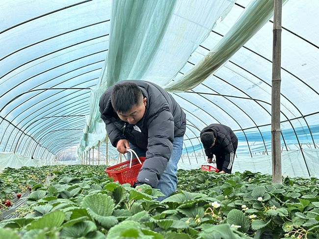 武汉东西湖烟草：返乡青年遇“知音” 紫藤花开满庭芳