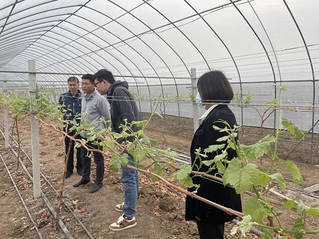 武汉东西湖烟草：赋能乡村振兴 “葡”写致富经