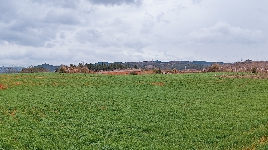  精耕细作 地里长出了“金元宝” 