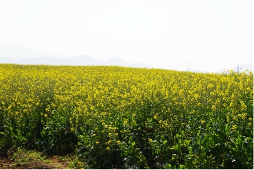 冬田换“绿装”村民笑意浓
