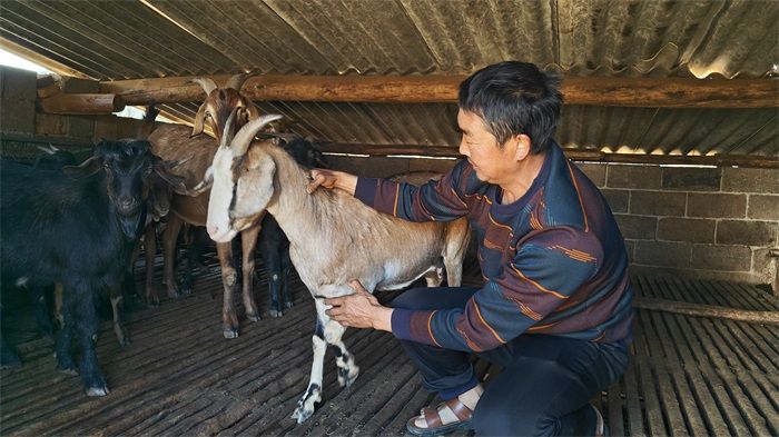 念好“养羊经” 走上“幸福路”