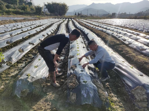 福建三明：当好春耕“勤务员” 不负春光抢农时