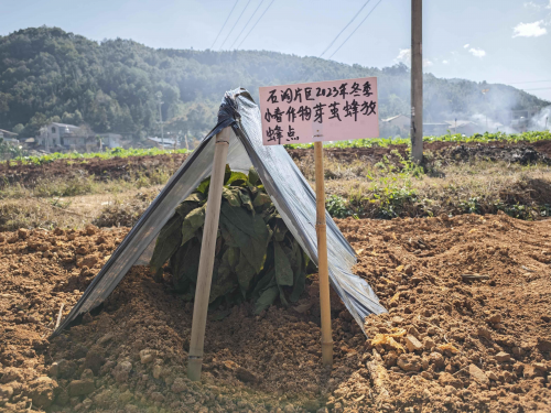 严“防”以待守护田间“绿意”盎然
