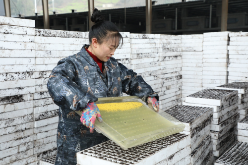 湖北利川：返乡伉俪“新农人”共筑创业“金叶梦”