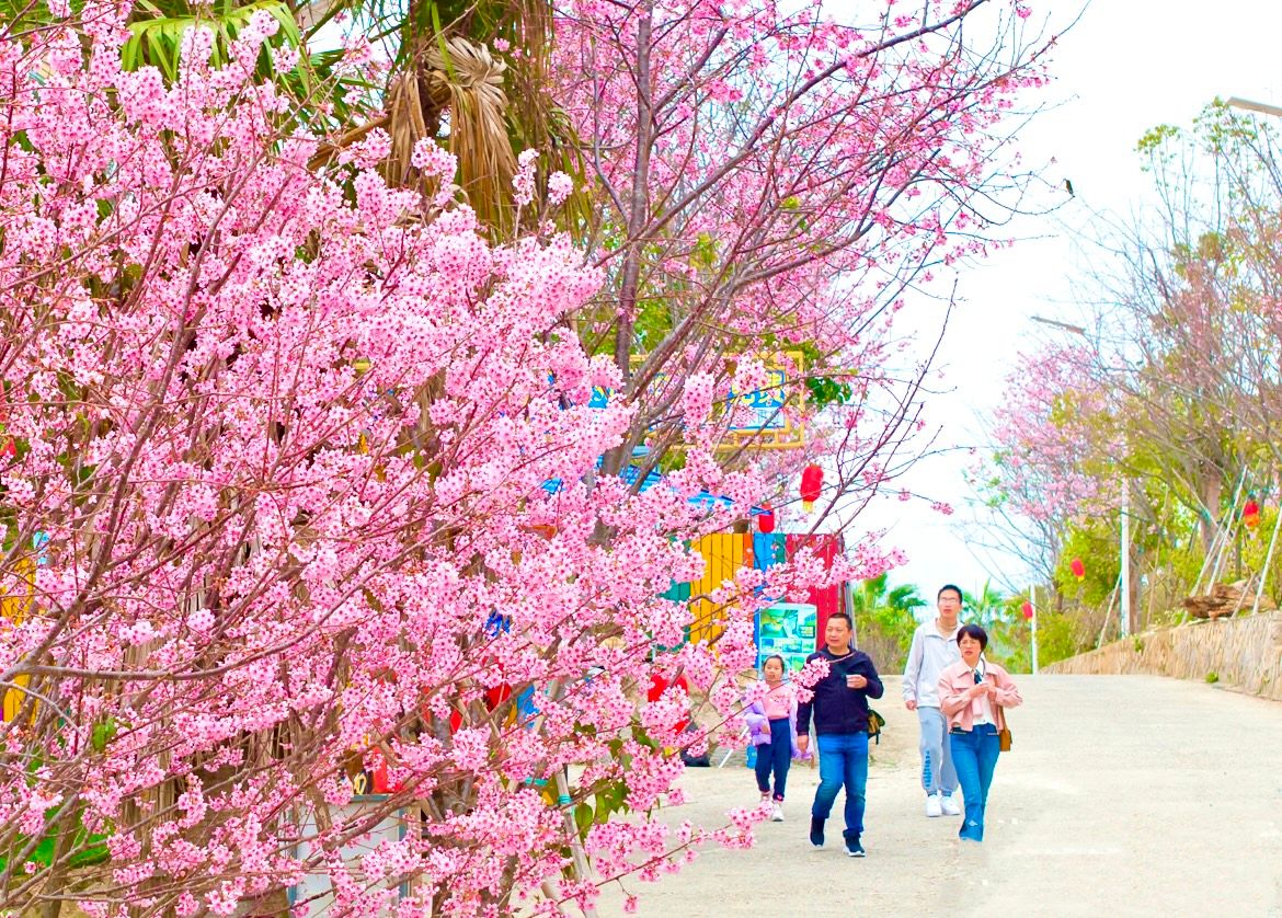 南安市清境桃源景区再度举办第三届樱花节
