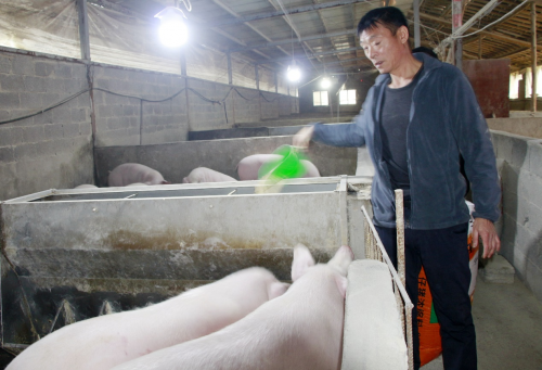 湖北利川：依托“猪”产业 “拱”出致富路