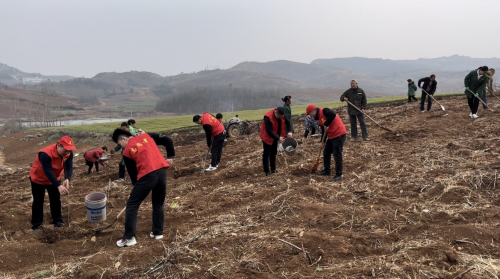 湖北宜城烟草：植树造林 志愿先行