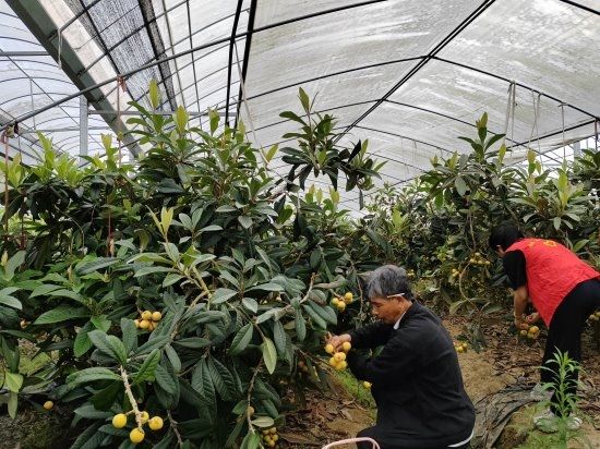 金枇杷园里的"甜蜜计划"