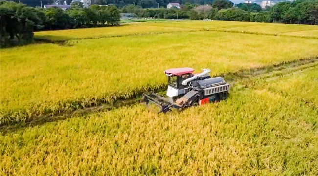 浙江开化：金穗摇曳 “丰”景正好