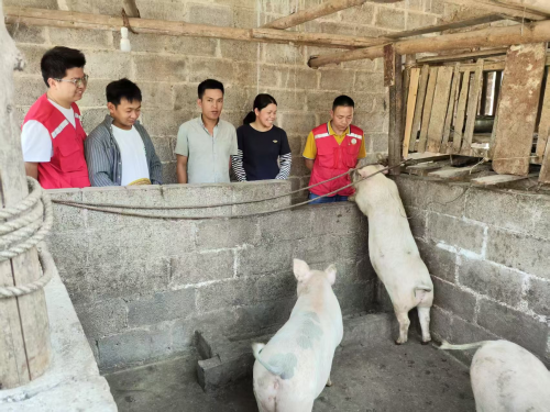 瑶乡筑梦人：广西凌云烟草第一书记杨秀海的 驻村征程