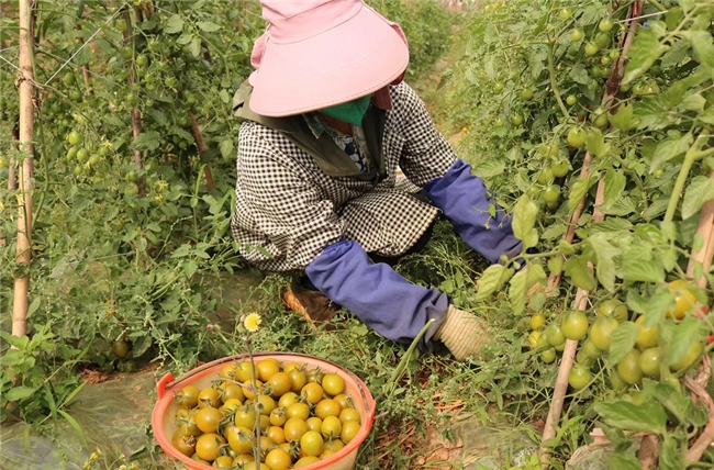 南华县红土坡镇七彩小番茄引爆市场
