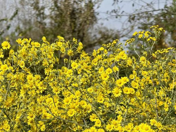 田间金黄，振兴路上的生动符号